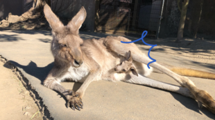 ちびっこ続々出てきてます