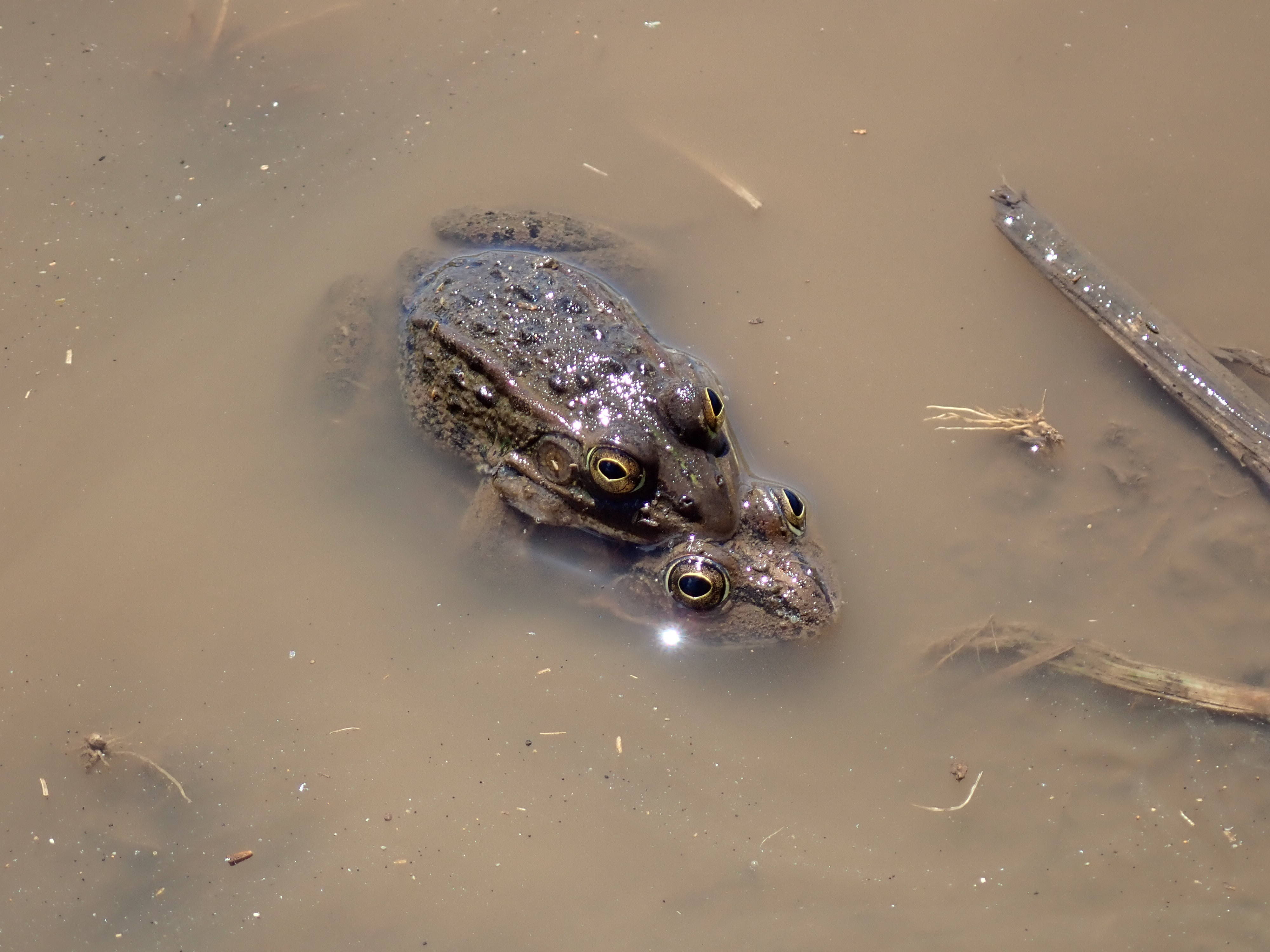 両生類3種が入園しています ~トウキョウダルマガエル その①~の写真