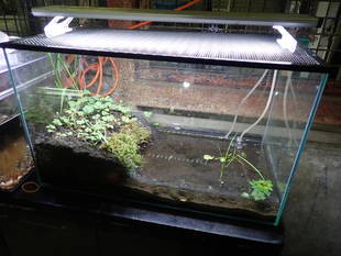 両生類3種が入園しています　～トウキョウダルマガエル　その②～