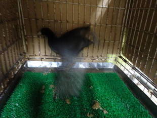 オオバンと飼育員との戦い～序章～