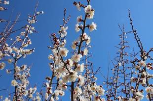 見頃の植物情報(平成31年1月29日)