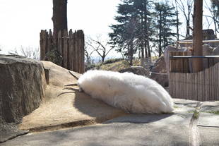 シロイワヤギ　スロープのその後