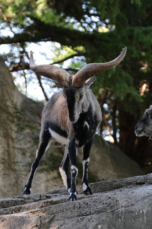 スーチョワンバーラルの近況