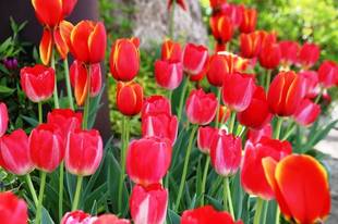 見頃の植物情報(平成30年4月10日)