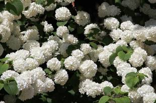 見頃の植物情報(平成30年4月21日)