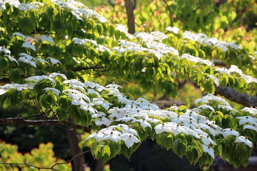 見頃の植物情報(平成30年5月22日)の写真