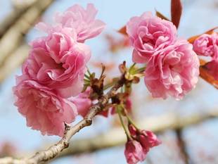 見頃の植物情報(平成30年4月4日)