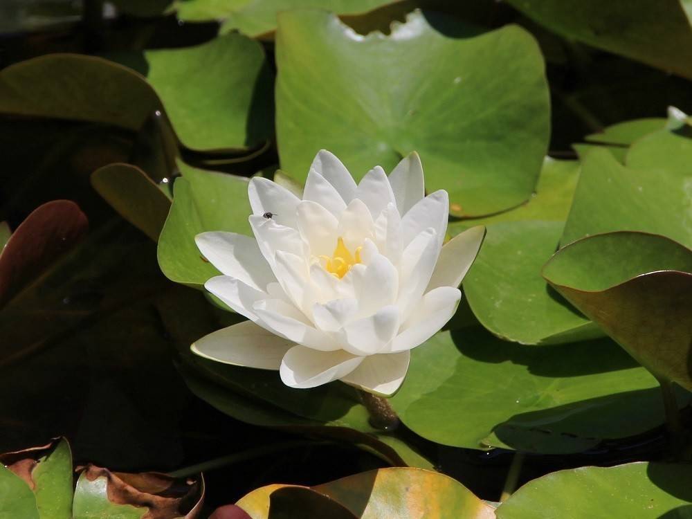 見頃の植物情報(平成30年7月21日)の写真