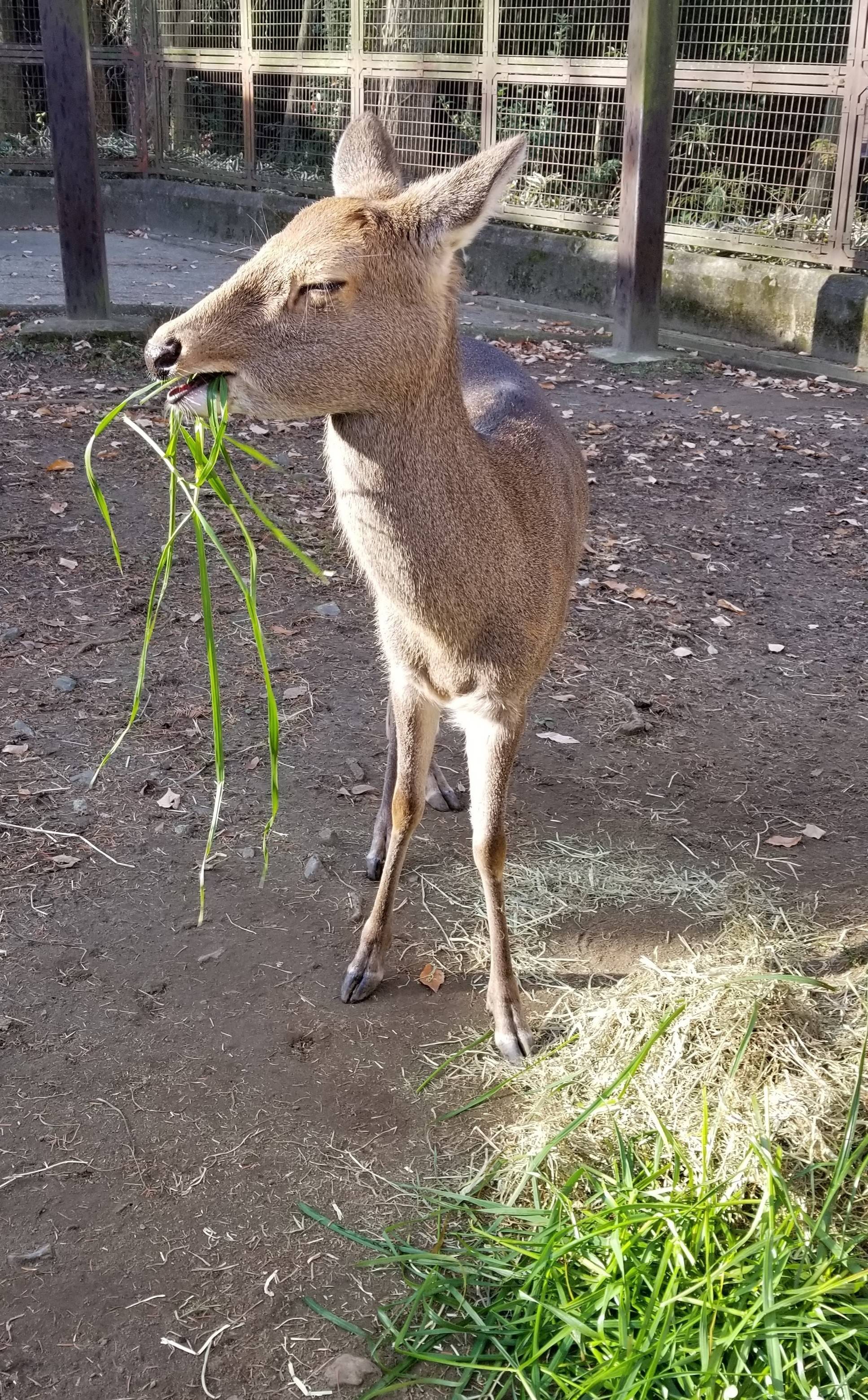 ホンシュウジカのメニューの写真