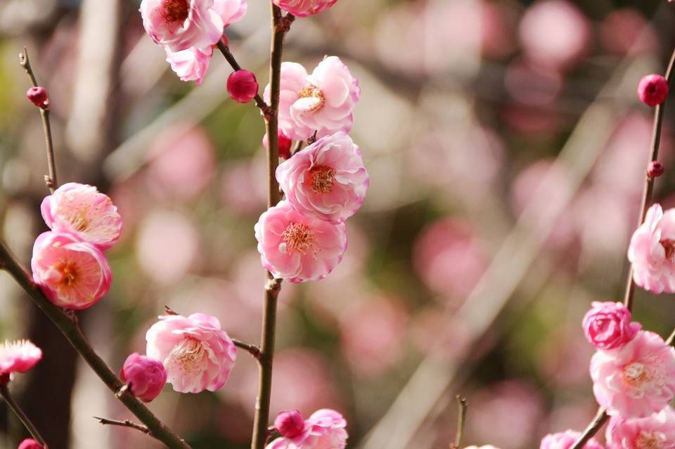 見頃の植物情報(平成31年2月16日)の写真
