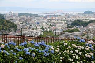 見頃の植物情報(平成30年6月5日)