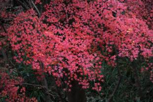 見頃の植物情報(平成30年12月24日)