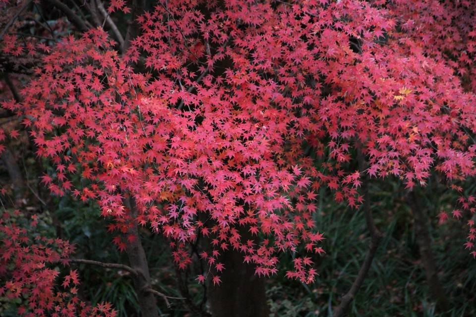 見頃の植物情報(平成30年12月24日)の写真