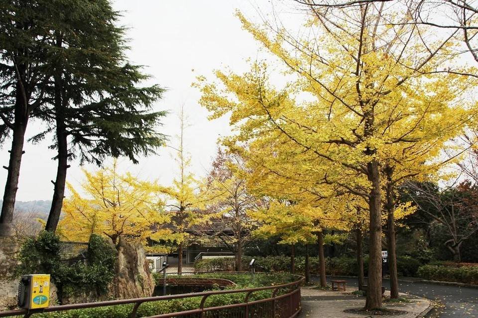 見頃の植物情報(平成30年11月30日)の写真