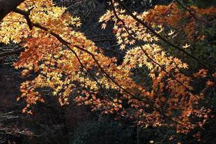 見頃の植物情報(平成30年12月15日)