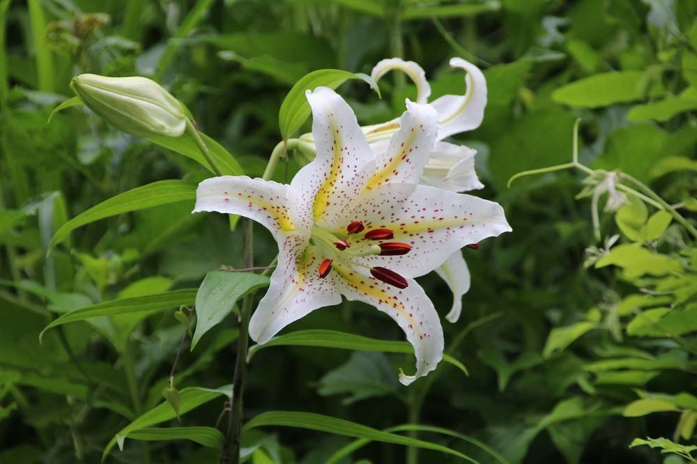見頃の植物情報(平成30年6月15日)の写真