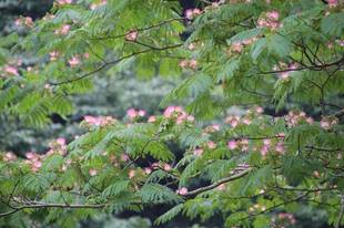 見頃の植物情報(平成30年6月23日)