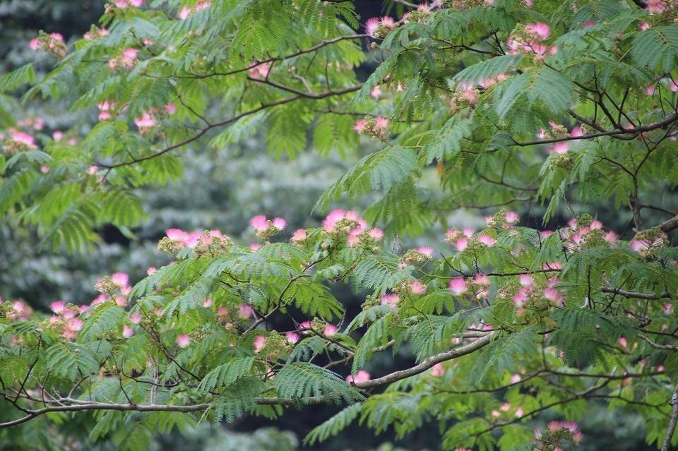 見頃の植物情報（平成30年6月23日）の写真