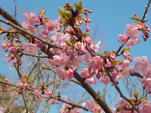 ウメだけじゃないよ