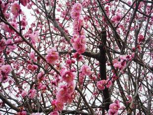 見頃の植物情報(平成31年2月8日)