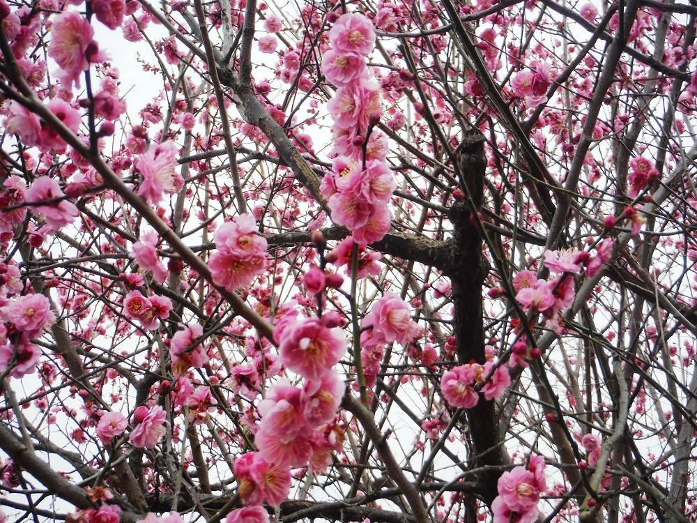 見頃の植物情報（平成31年2月8日）の写真
