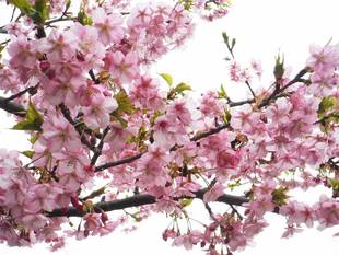 見頃の植物情報(平成31年2月27日)