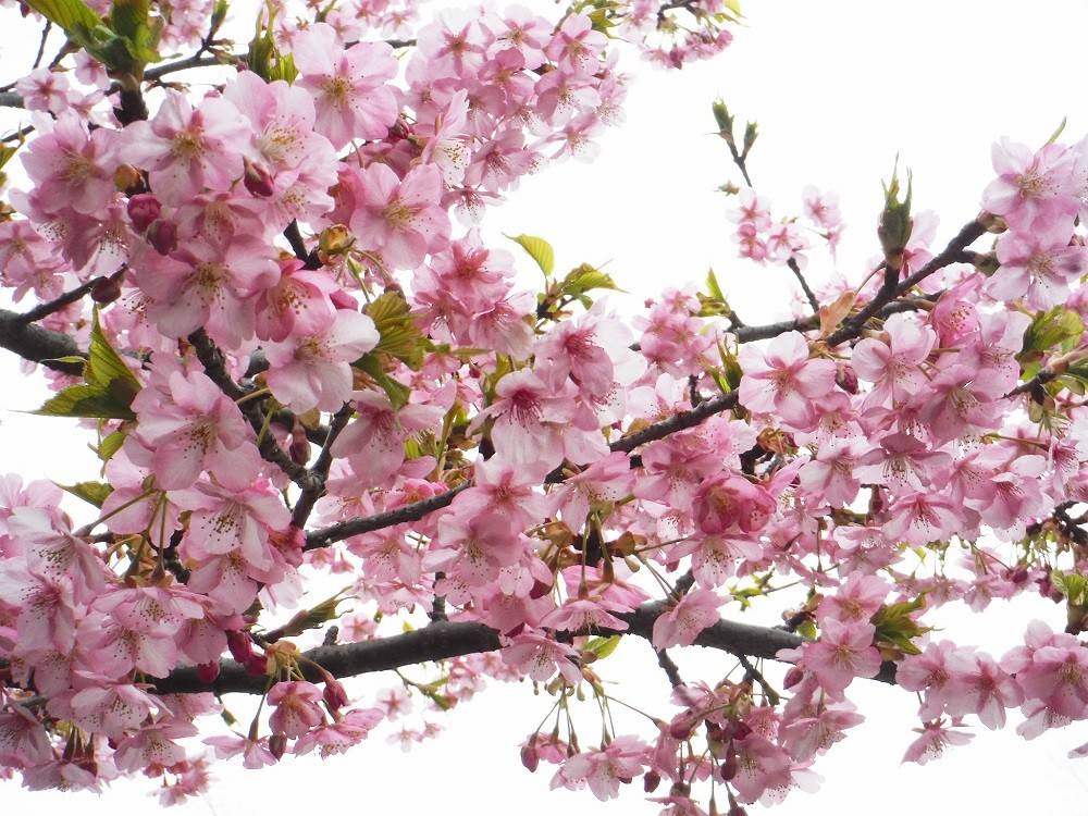 見頃の植物情報（平成31年2月27日）の写真