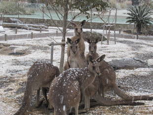 雪の日のカンガルー