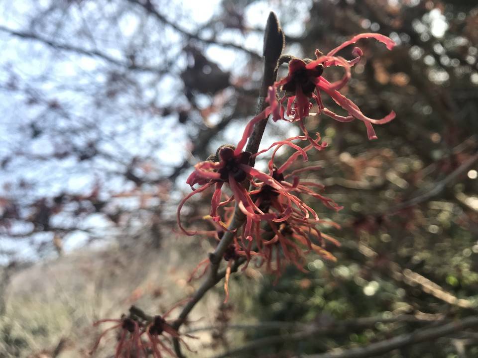 啓蟄(けいちつ)の写真