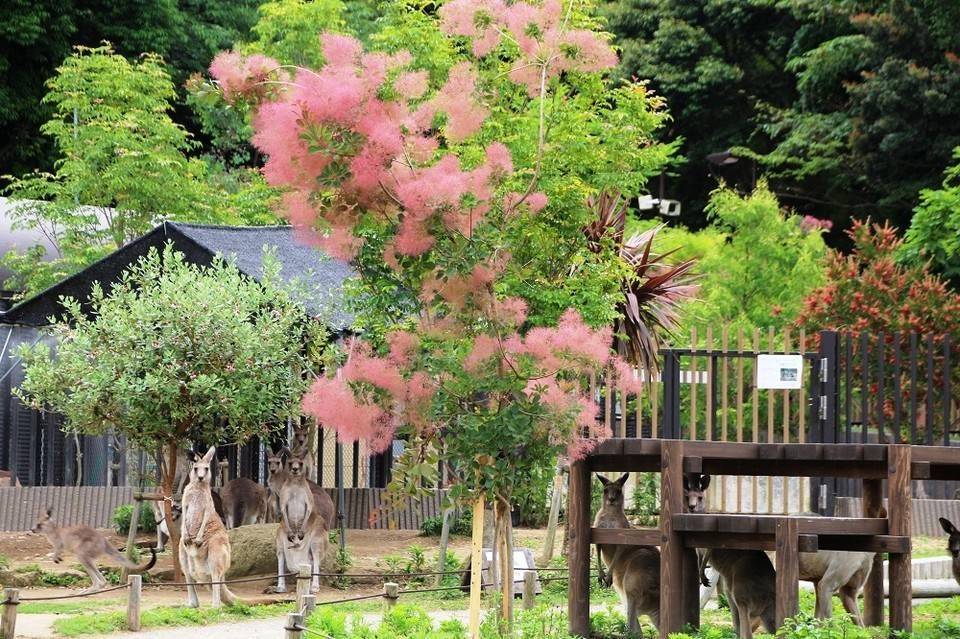 見頃の植物情報（平成30年5月29日）の写真