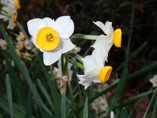 見頃の植物情報(平成31年1月15日)