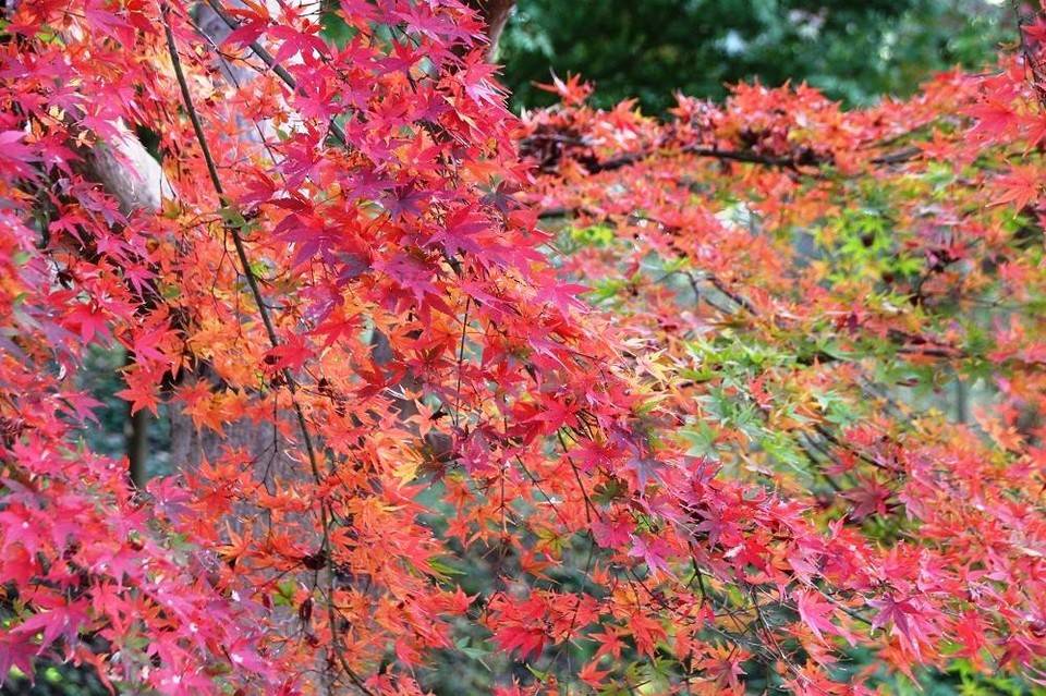 見頃の植物情報(平成30年12月6日)の写真