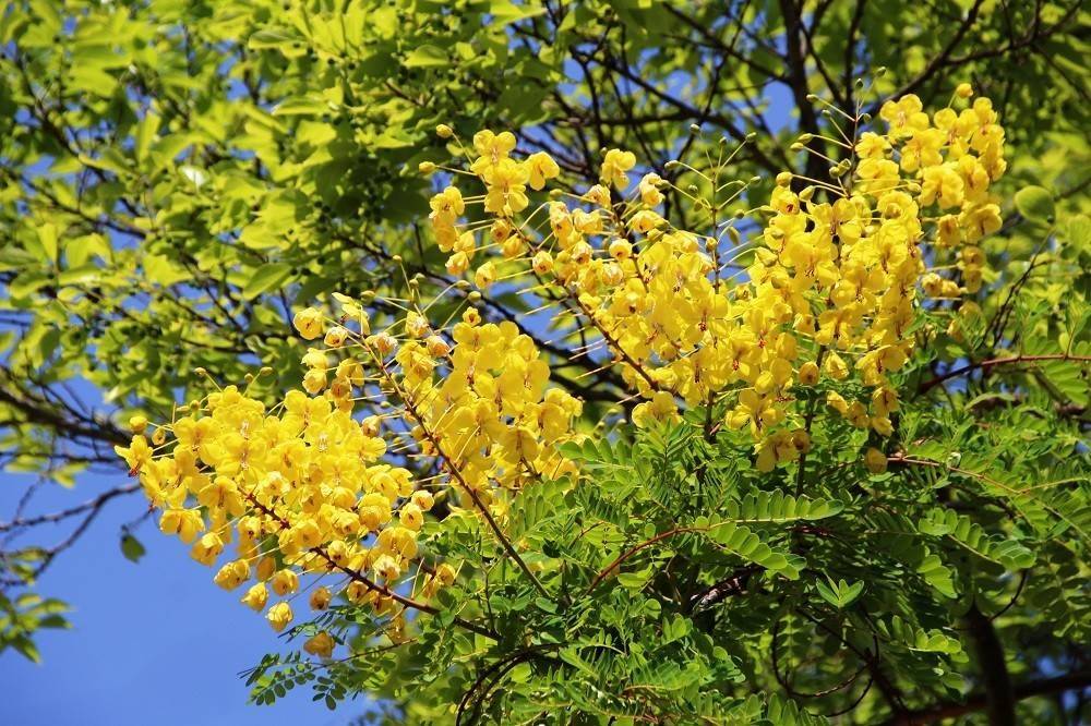 見頃の植物情報(平成30年4月29日)の写真
