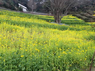 もうすぐ春か...？