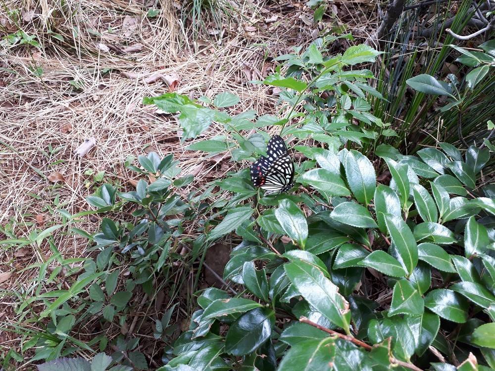 足元をみて歩こうの写真