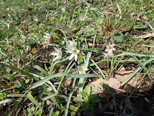 山が春めきはじめた頃