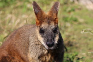 オグロワラビーのペペが死亡しました