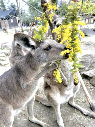 ミモザはおやつ？！