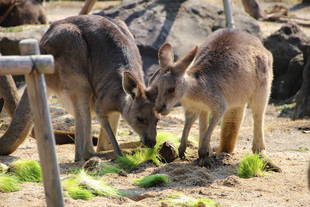 アニマルペアレント感謝の日イベント　実施しました！②