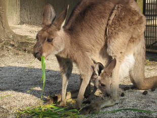ジャイコさんの...
