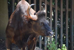 ありがとうイチゴ、またね