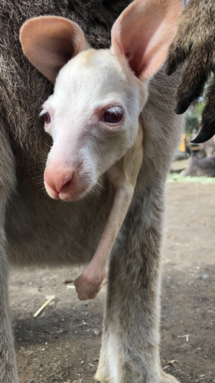 ちいさなルビー⁈