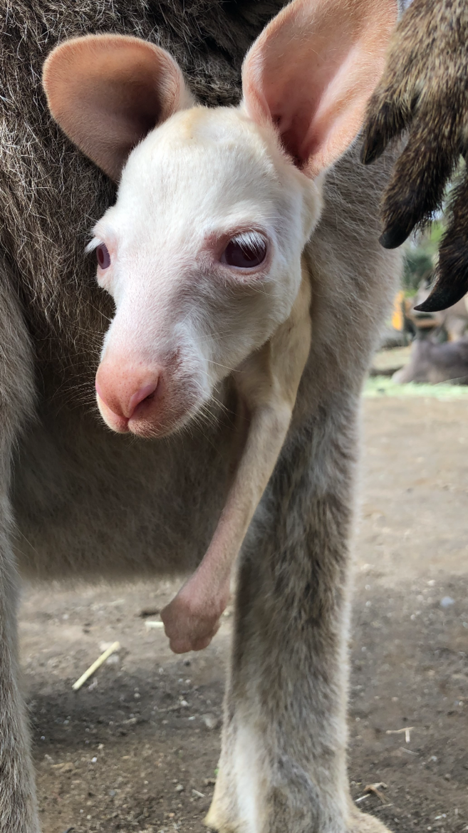 ちいさなルビー Oh カンガルー 金沢動物園公式サイト 公益財団法人 横浜市緑の協会 ちいさなルビー Oh カンガルー 金沢動物園公式サイト 公益財団法人 横浜市緑の協会