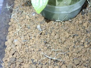 春の園内といきもの館