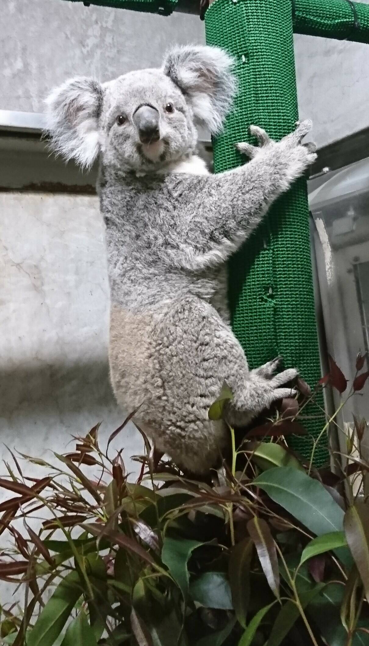 「ぼたん」の写真