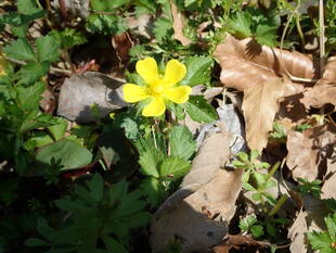 キンポウゲ科の花