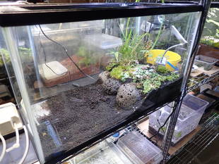 トウキョウダルマガエル展示水槽　製作中