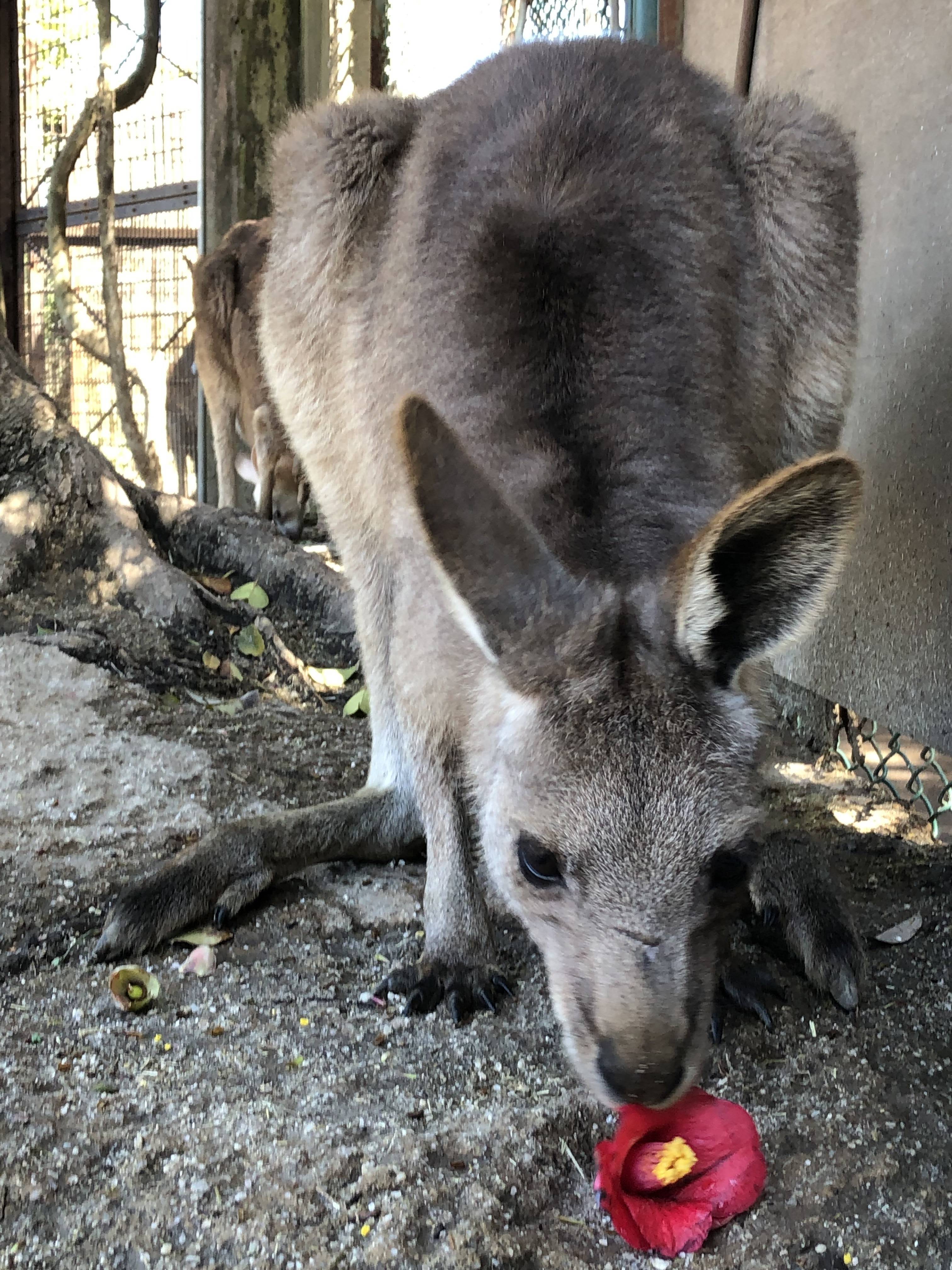 ツバキもおやつの写真