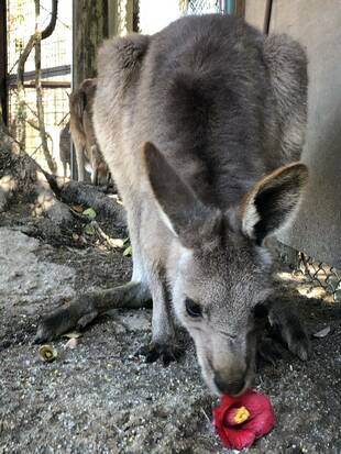 ツバキもおやつ