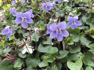 清明(せいめい)